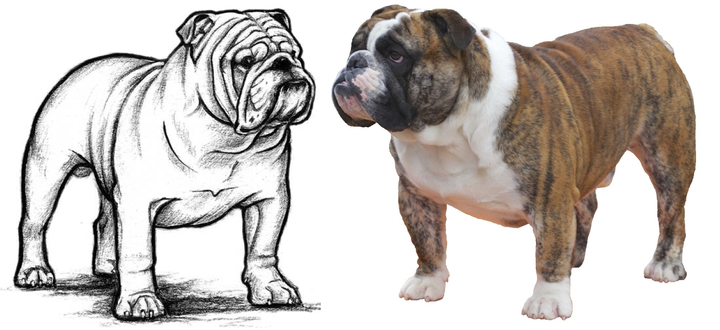 British sales bulldog standard