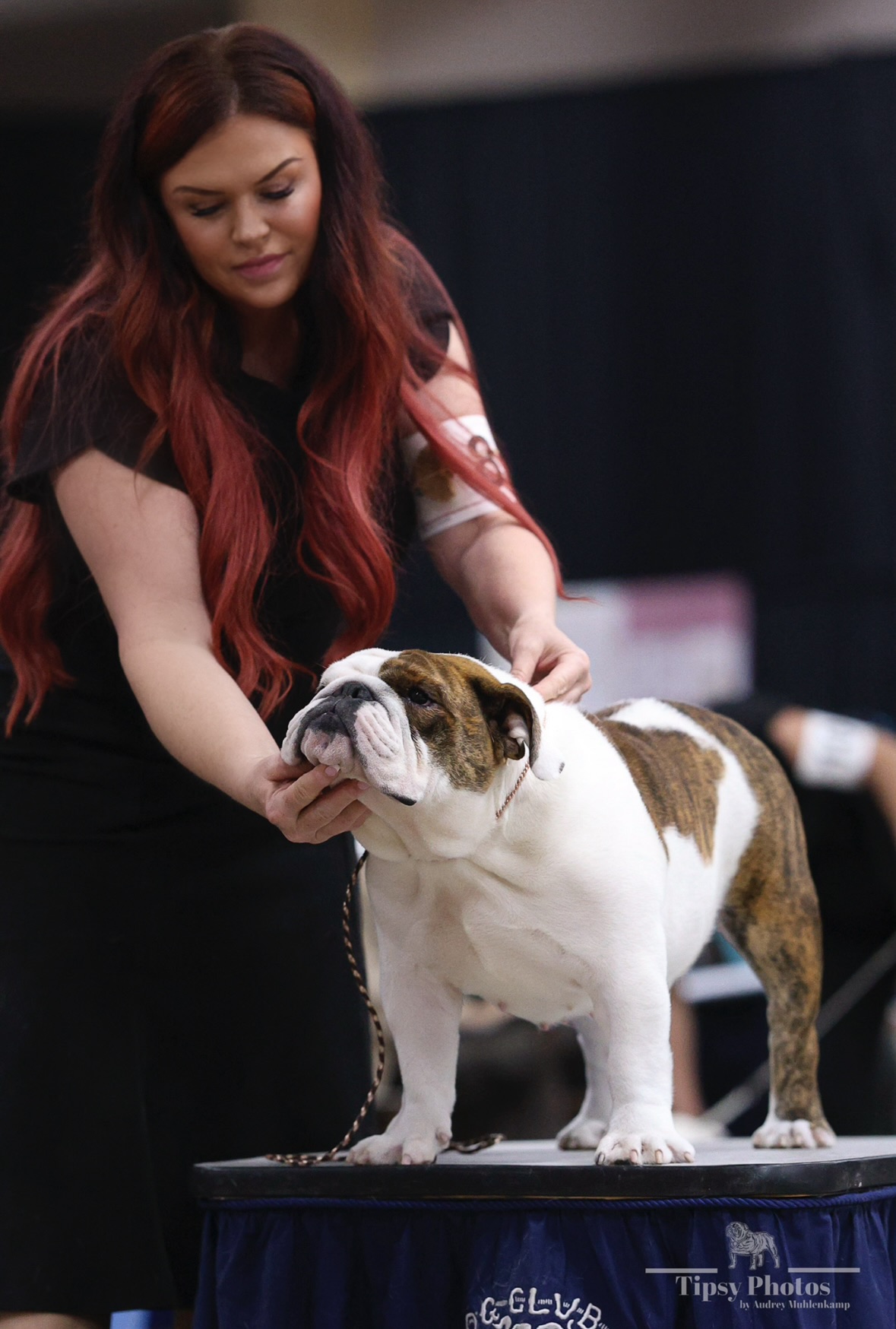 Alix, Big Thompson Bulldog in the show ring