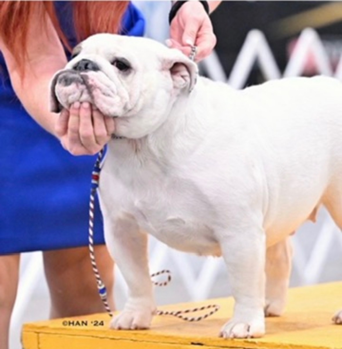 Angel, Big Thompson Bulldog in the show ring