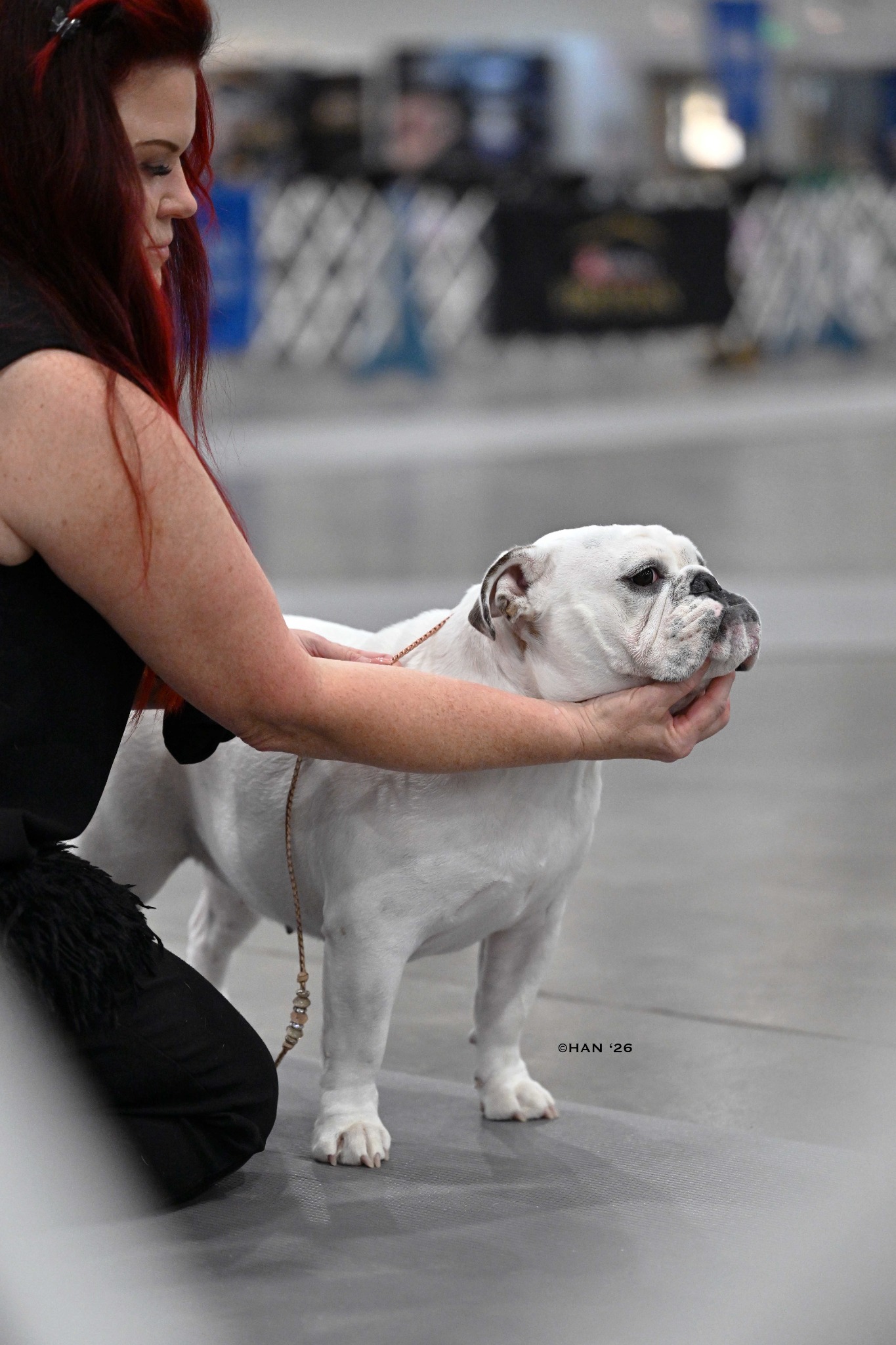 Aria, Big Thompson Bulldog in a show pose
