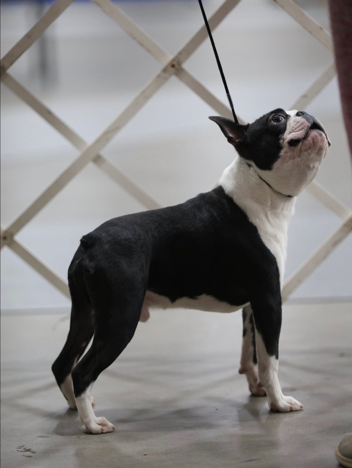 Blue, Big Thompson Boston Terrier