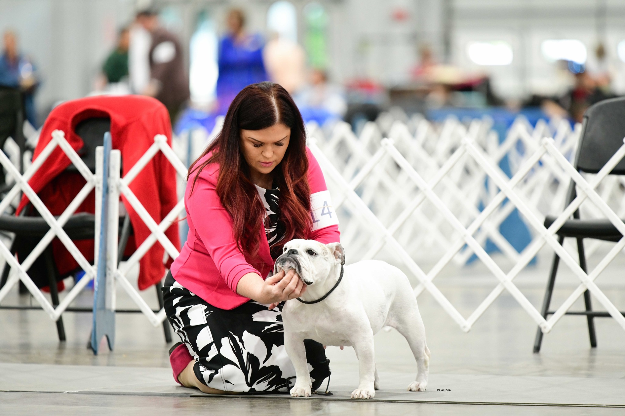 Boo, Big Thompson Bulldog in the show ring