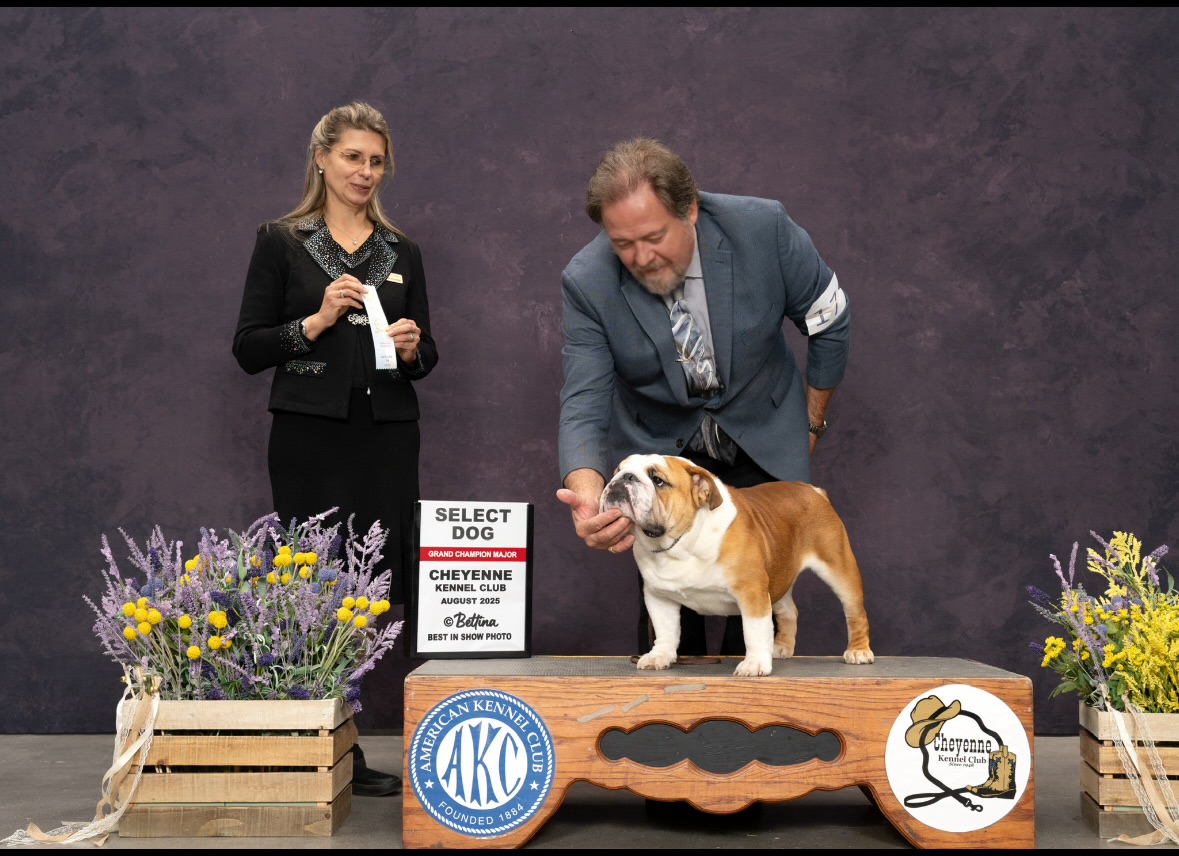 Chad, Big Thompson Bulldog in a show pose