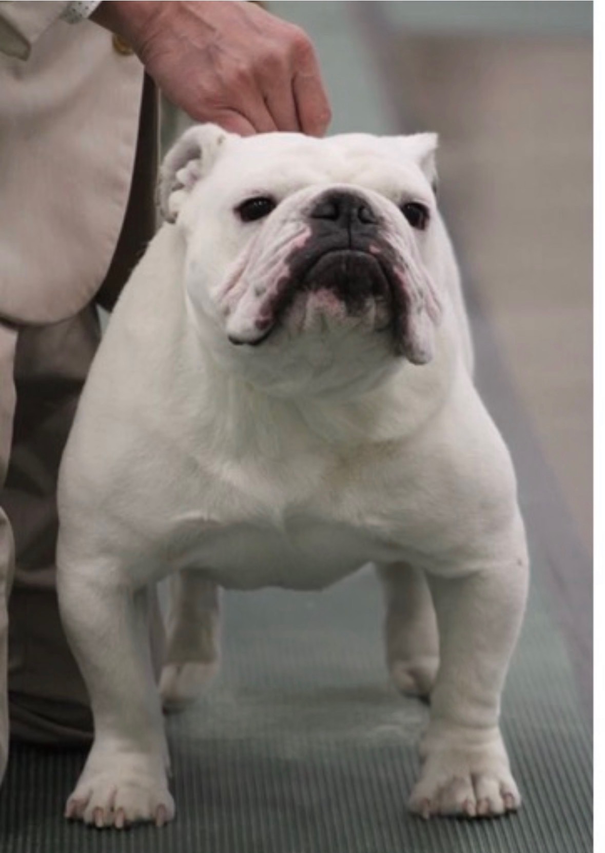 Doug, Big Thompson Bulldog in a show pose