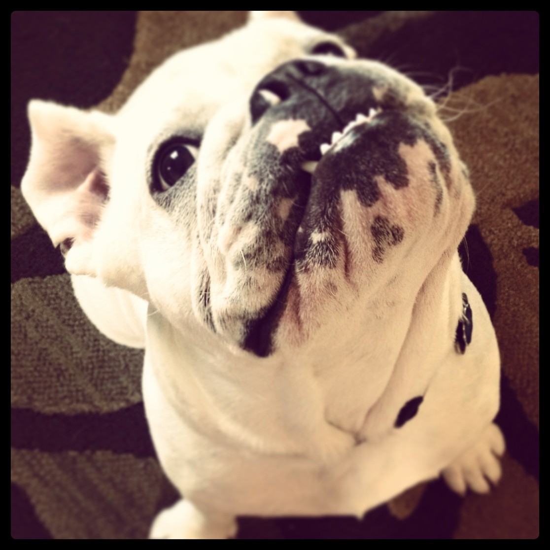 Little Bud, Big Thompson Bulldog