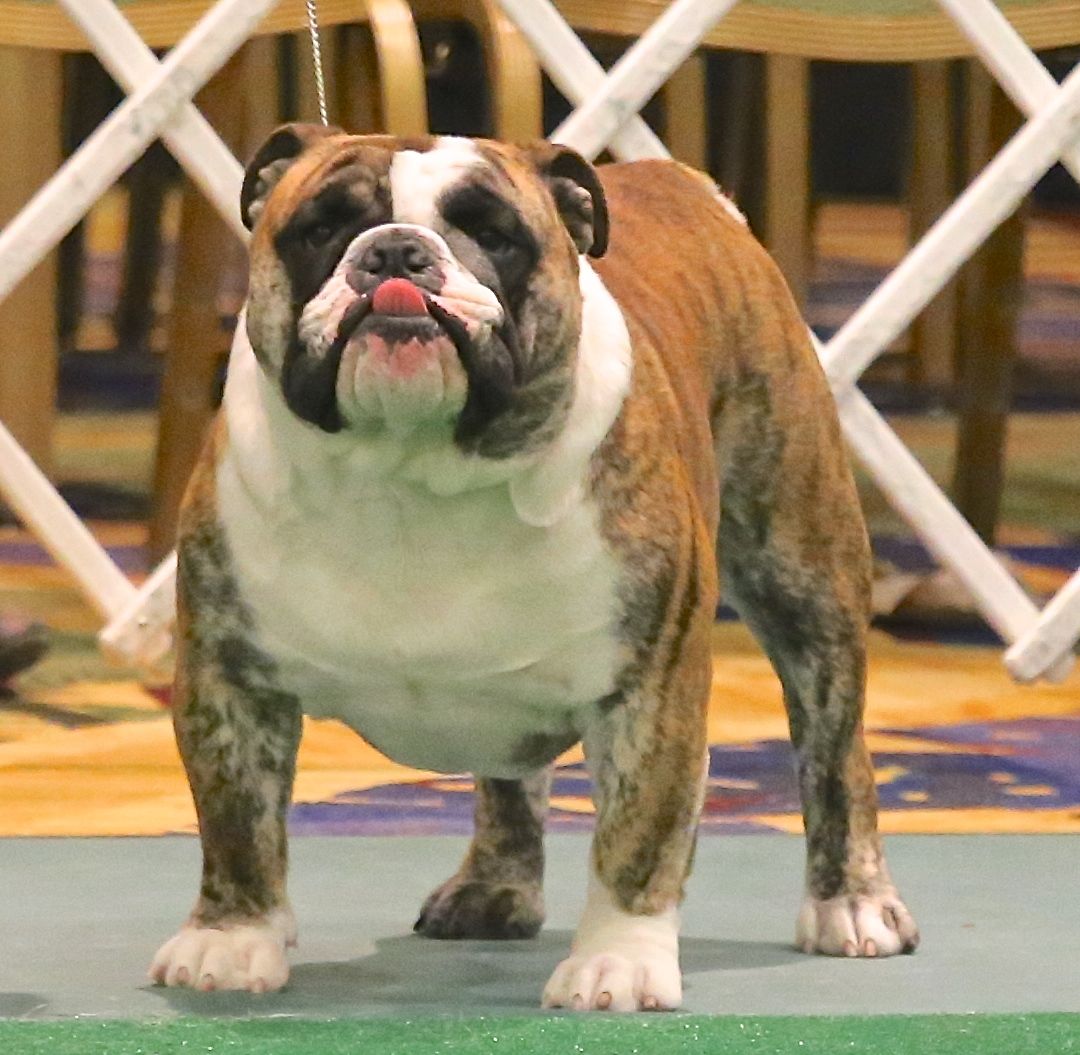 Maxwell, Big Thompson Bulldog standing in the show ring