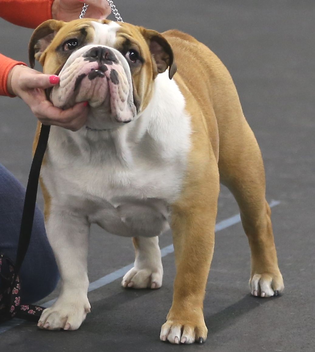 Riley, Big Thompson Bulldog standing in the show ring