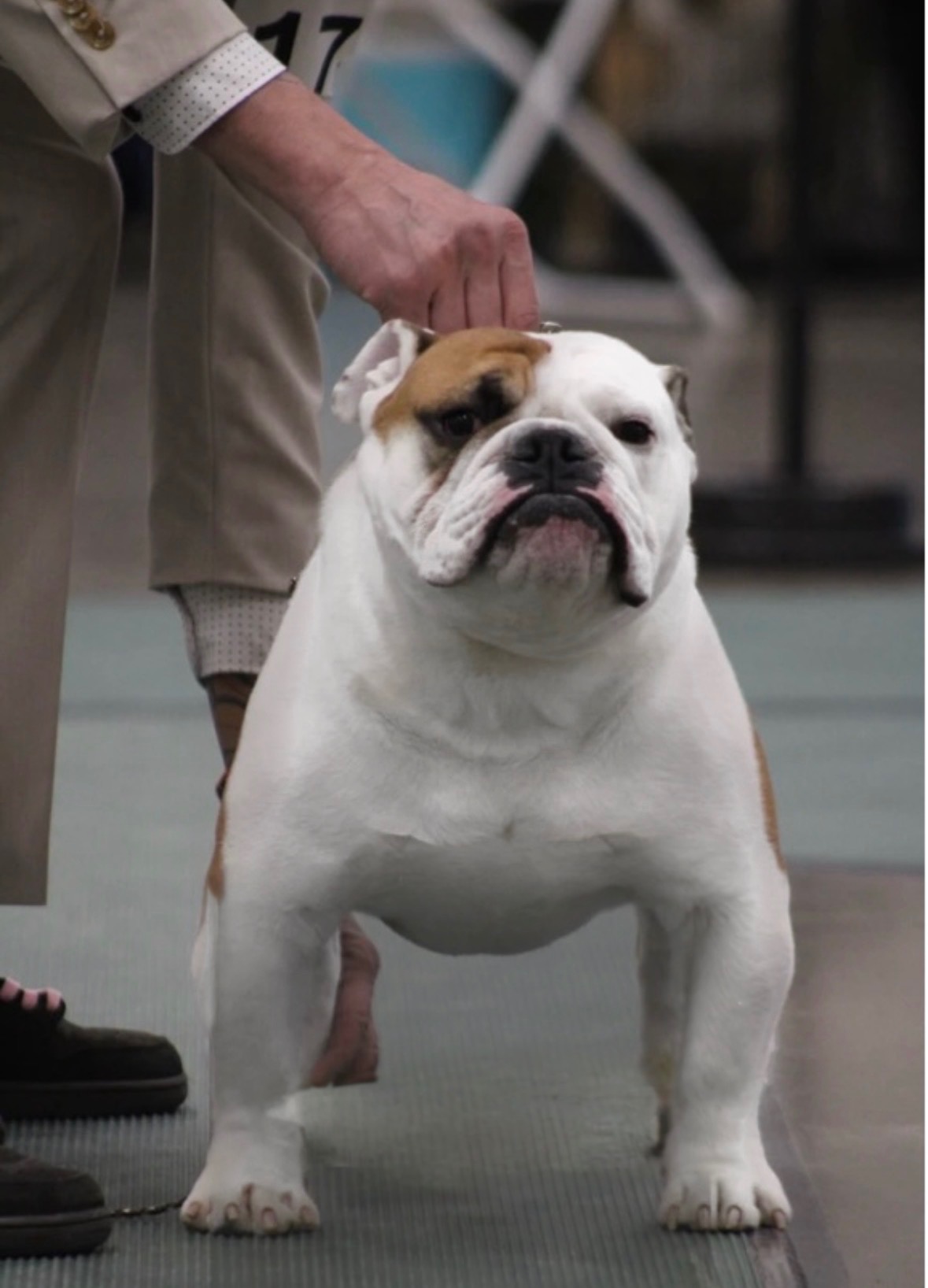 Keith, Big Thompson Bulldog in the show ring
