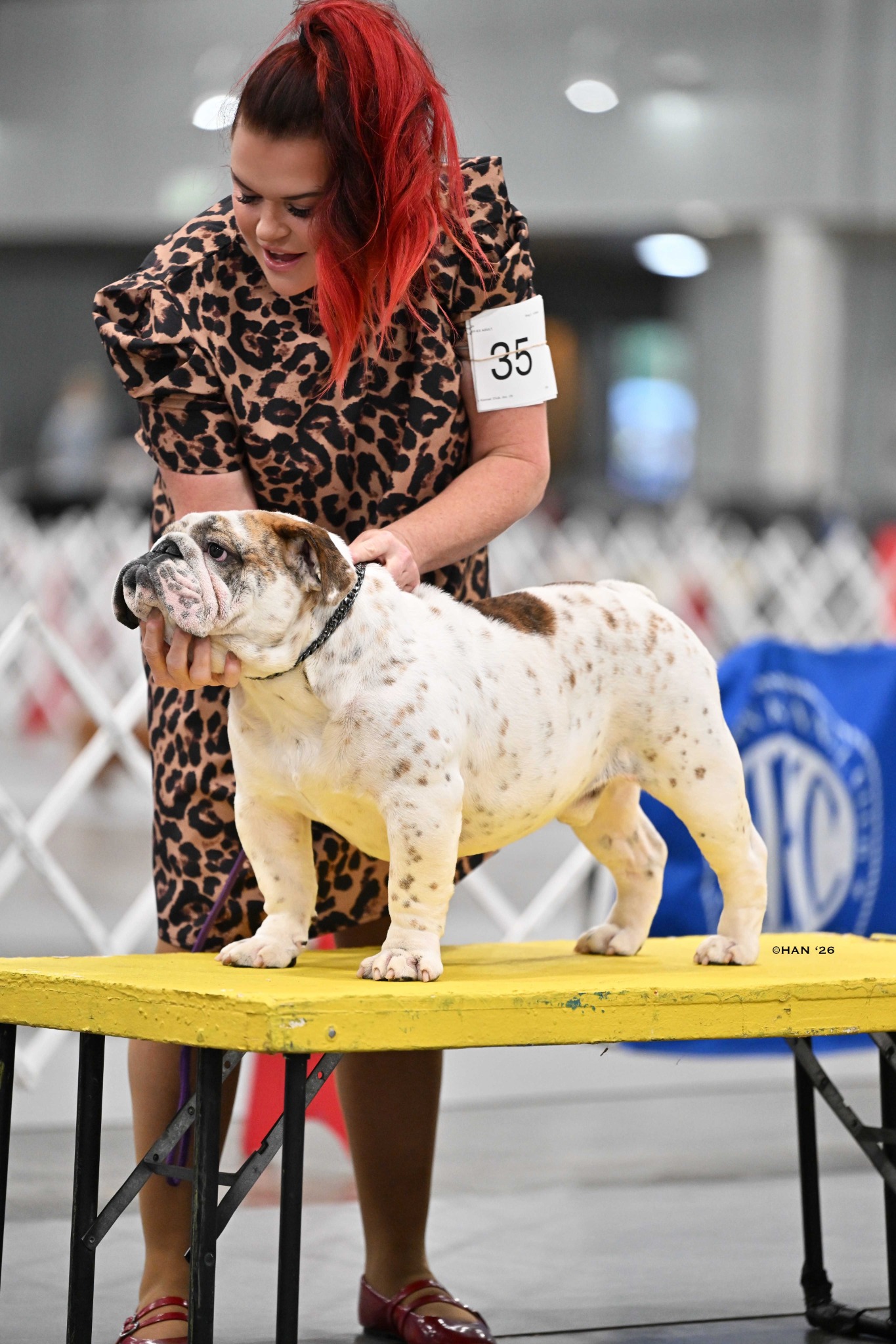 Kevin, Big Thompson Bulldog in a show pose