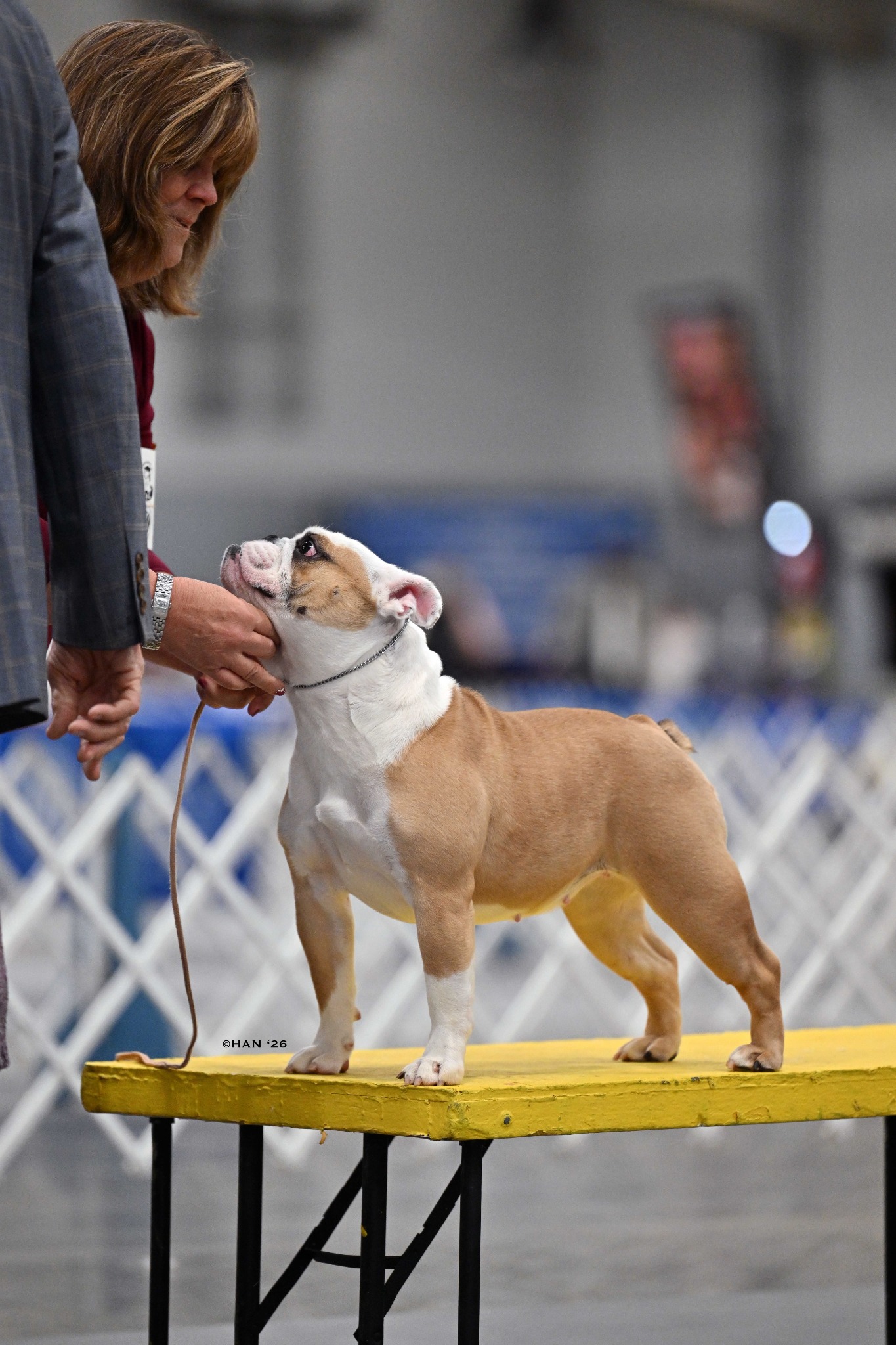 Marilyn, Big Thompson Bulldog in the show ring