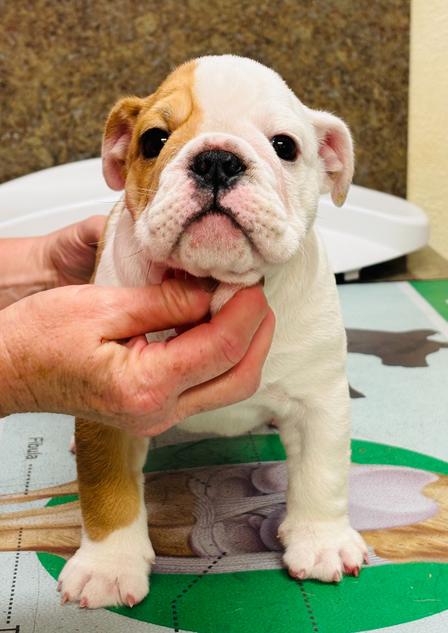 Matilda, Big Thompson Bulldog puppy