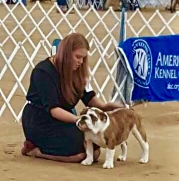 Michael, Big Thompson Bulldog in the show ring with his handler