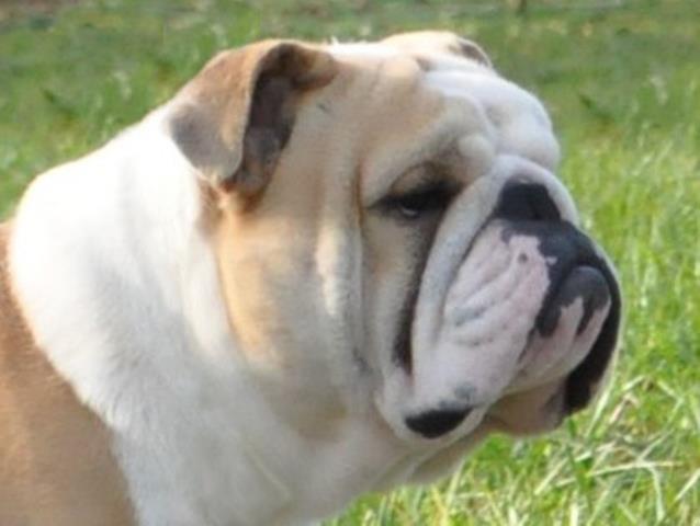 Toretto, Big Thompson Bulldog outdoors