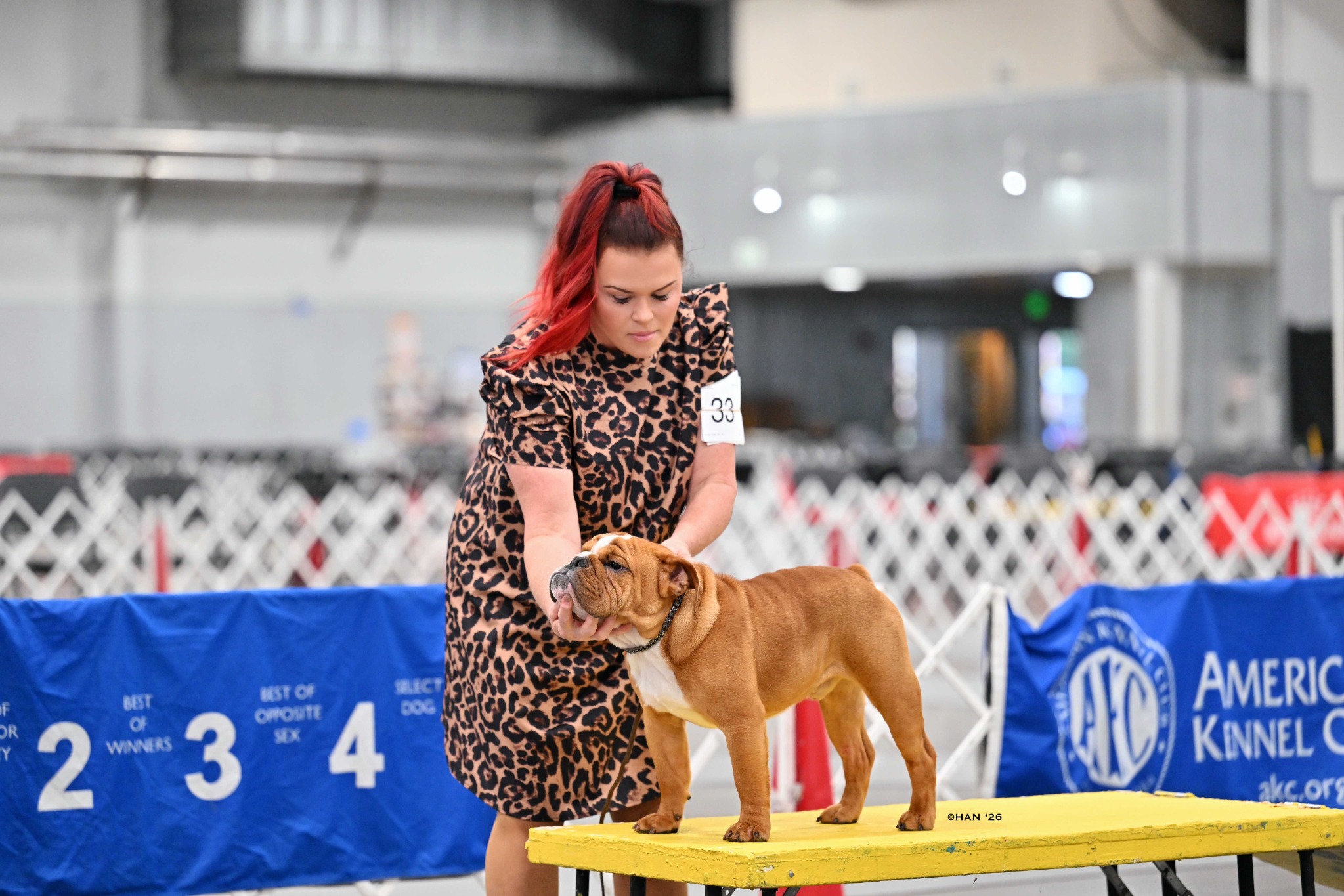 Trevor, Big Thompson Bulldog in the show ring
