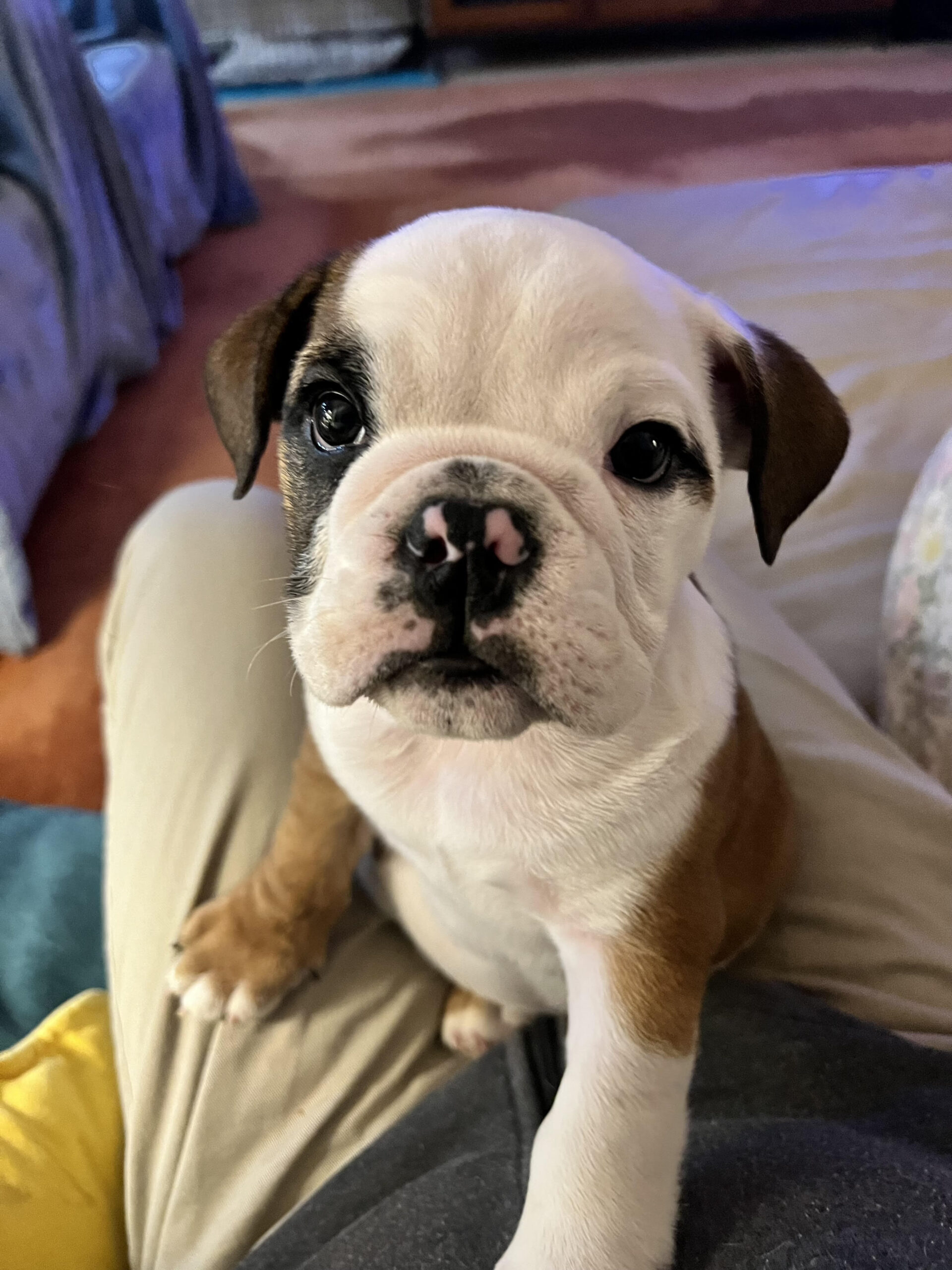 Babs, Big Thompson Bulldog