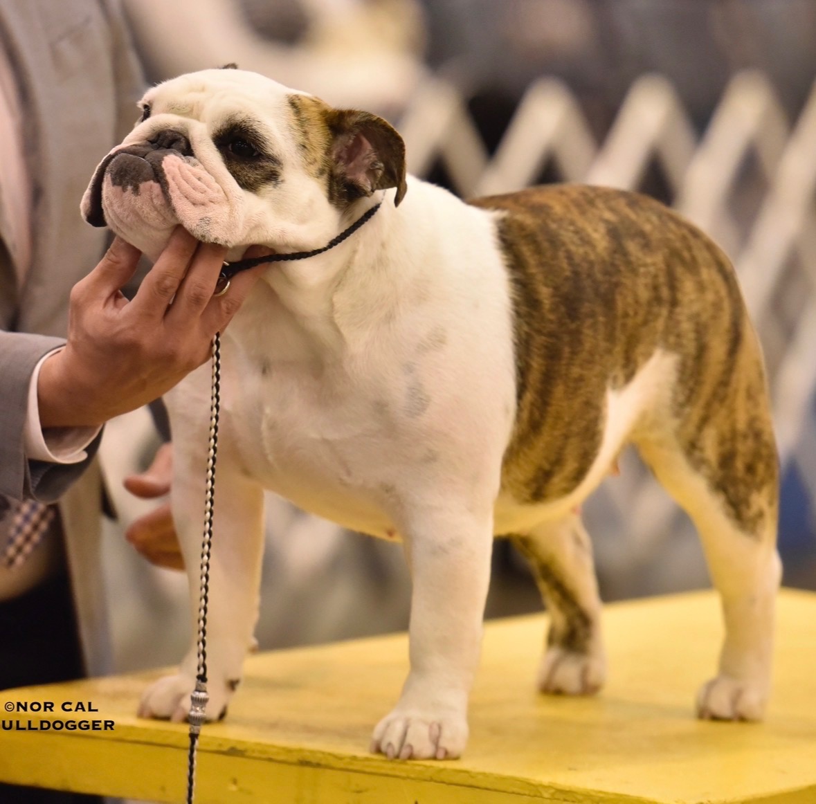 Ellie, Big Thompson Bulldog in a show pose