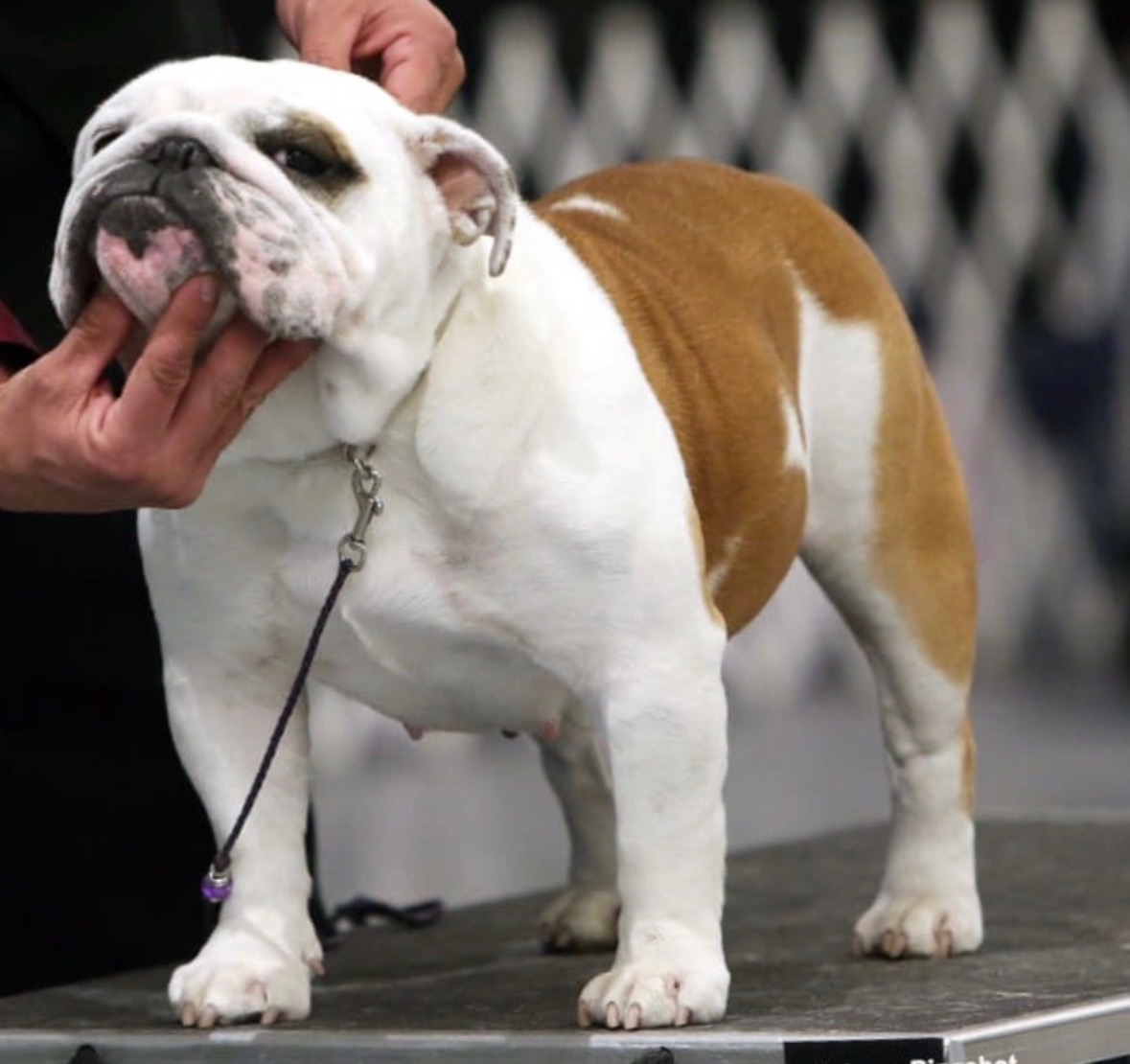Molly, Big Thompson Bulldog