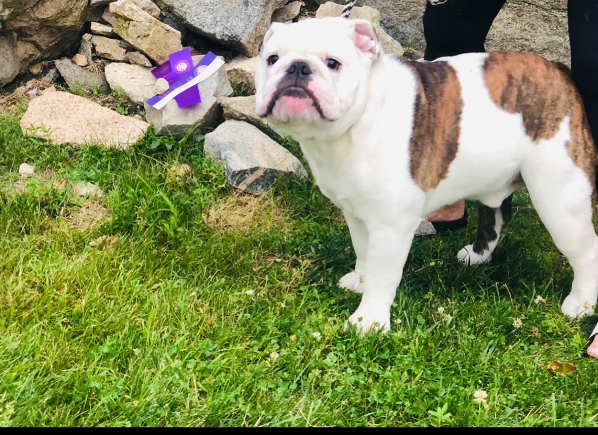 Reggie, Big Thompson Bulldog