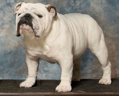 Yasu, Big Thompson Bulldog in a studio portrait